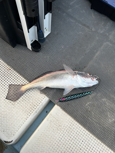 ニベの釣果