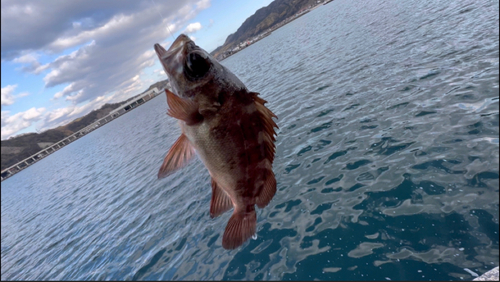 メバルの釣果