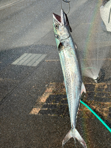 サワラの釣果