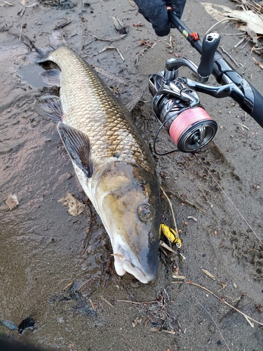 ニゴイの釣果