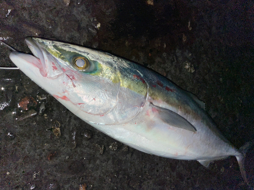 メジロの釣果