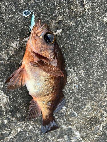 メバルの釣果