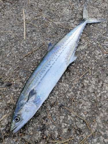 サゴシの釣果