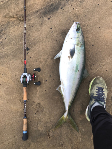 ブリの釣果