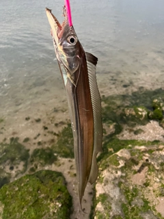 タチウオの釣果