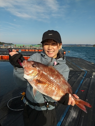 マダイの釣果