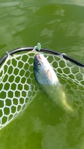 ニジマスの釣果