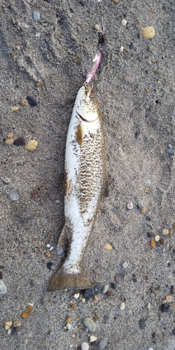 アメマスの釣果