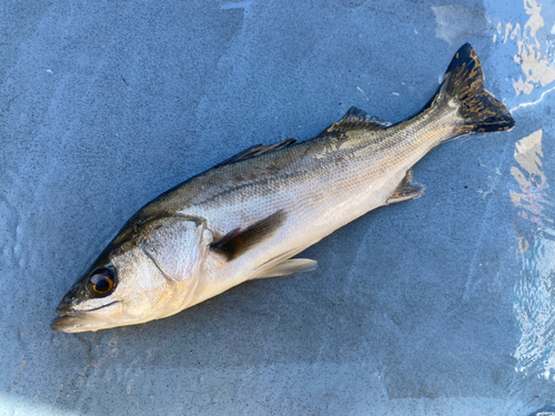 スズキの釣果