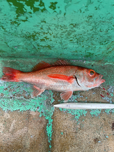 アカムツの釣果