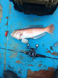 シロアマダイの釣果