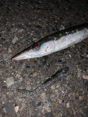 カマスの釣果