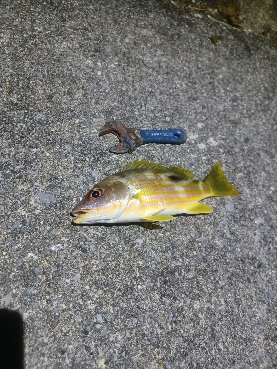 イッテンフエダイ