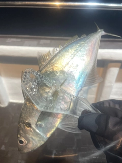 マアジの釣果