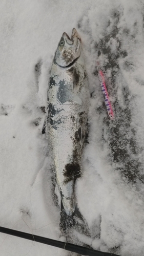 サクラマスの釣果