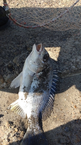 キビレの釣果