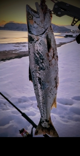 サクラマスの釣果