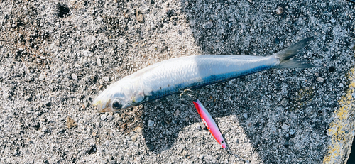 イワシの釣果