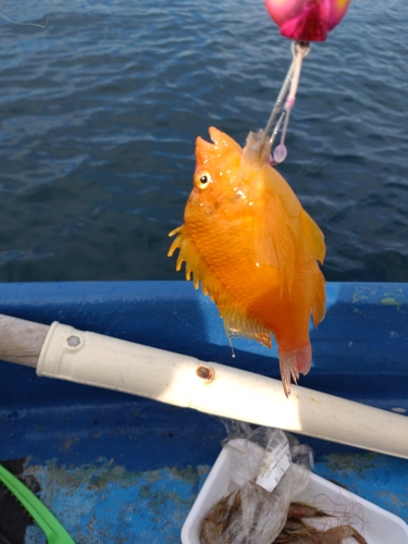 オキゴンベの釣果