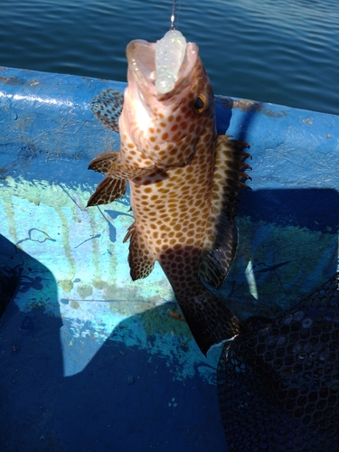 オオモンハタの釣果