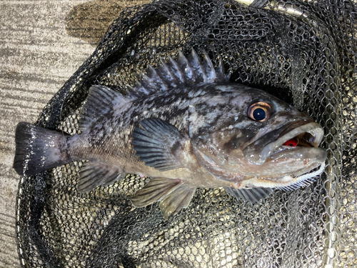 クロソイの釣果