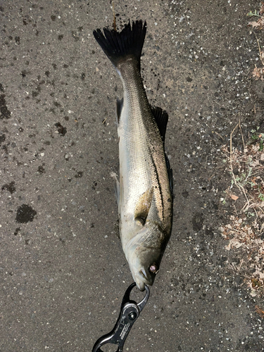 スズキの釣果