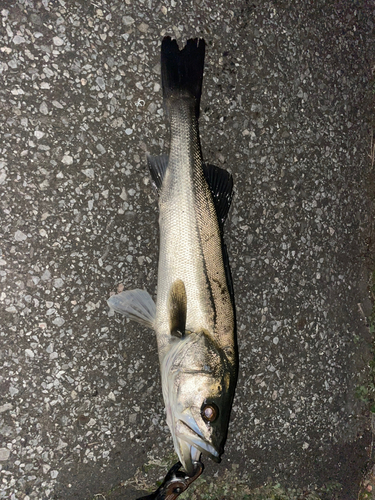 スズキの釣果