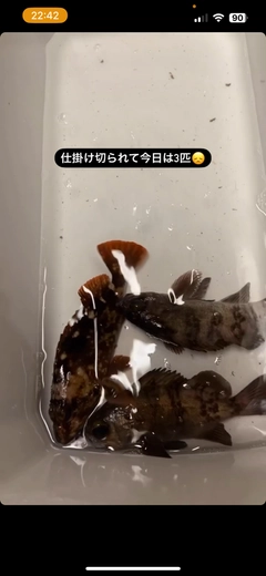 メバルの釣果