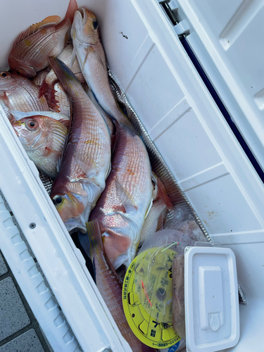 アマダイの釣果