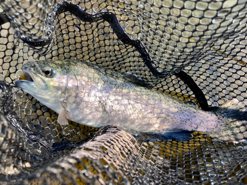 ニジマスの釣果