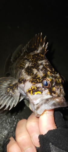 オウゴンムラソイの釣果