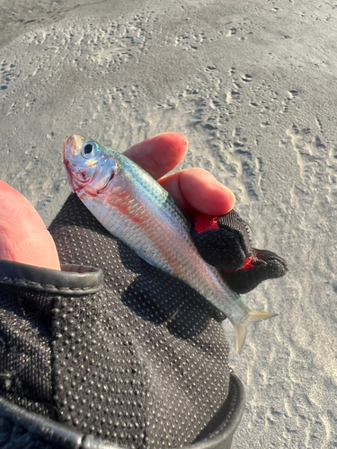 サッパの釣果