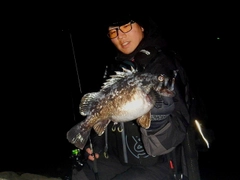 クロソイの釣果