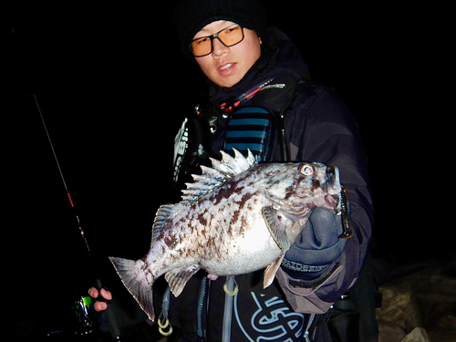 クロソイの釣果