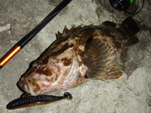 タケノコメバルの釣果