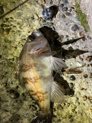 メバルの釣果