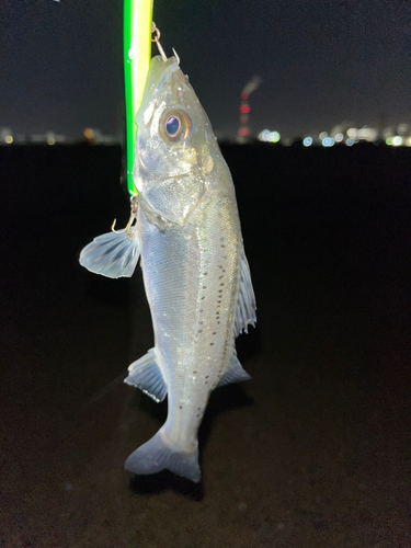 セイゴ（マルスズキ）の釣果