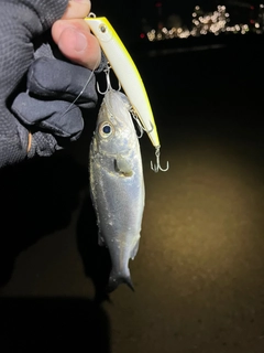 セイゴ（マルスズキ）の釣果