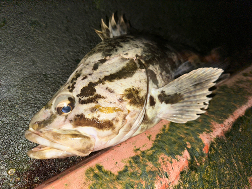 ベッコウゾイの釣果