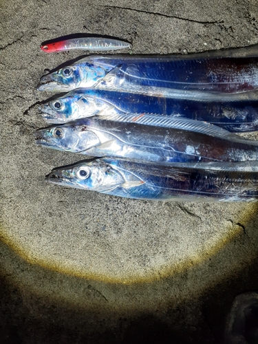 タチウオの釣果