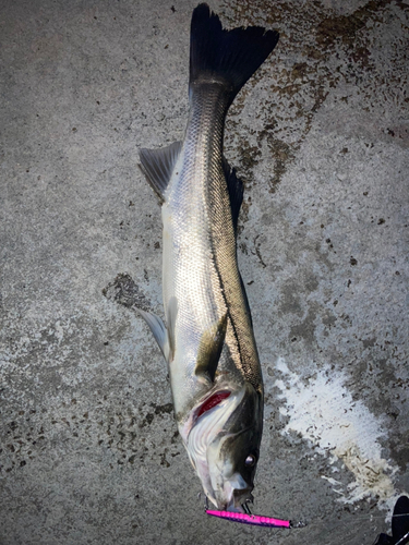 シーバスの釣果