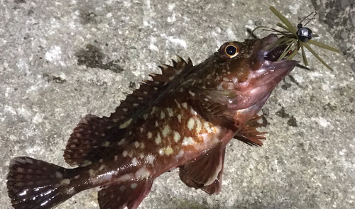 カサゴの釣果