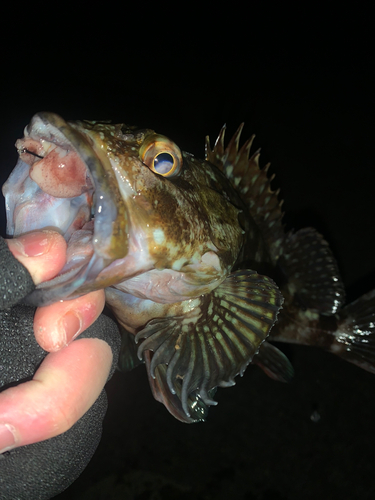 カサゴの釣果