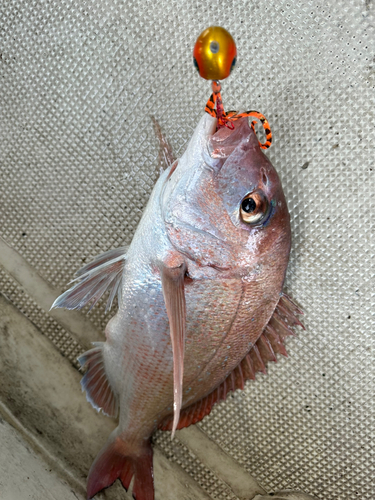 マダイの釣果