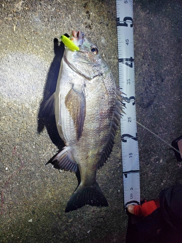 チヌの釣果