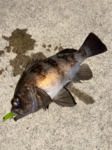 メバルの釣果