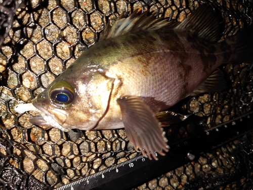 メバルの釣果