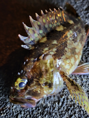 カサゴの釣果