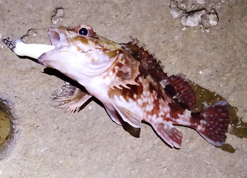 カサゴの釣果