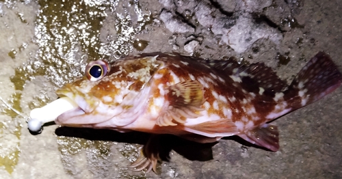 カサゴの釣果